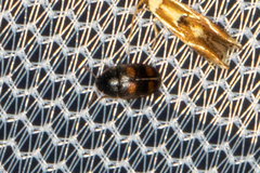 Mycetophagidae