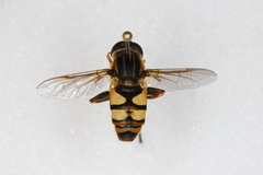 Helophilus fasciatus