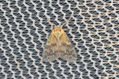 Bothriocera