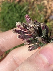 Symphyotrichum subulatum squamatum