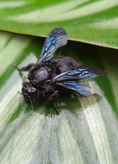 Thoracobombus