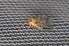 Bothriocera