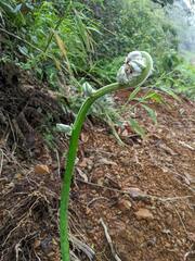 Pityrogramma calomelanos