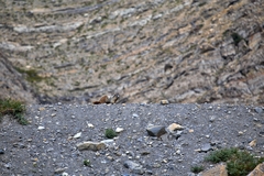 Marmota caligata