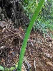 Pityrogramma calomelanos