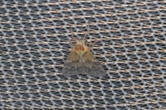 Bothriocera