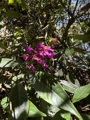 Palicourea angustifolia