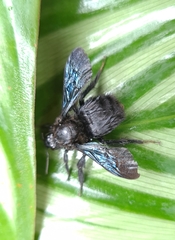 Thoracobombus