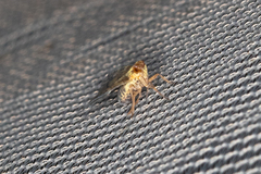 Bothriocera