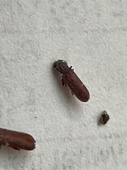 Bostrichoidea
