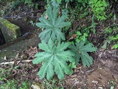 Gunnera manicata