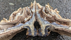 Hydnellum suaveolens