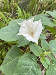 Datura innoxia