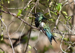 Heliomaster furcifer