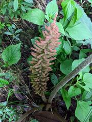 Gunnera manicata