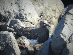 Arenaria melanocephala