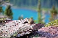 Urocitellus columbianus