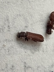 Bostrichoidea