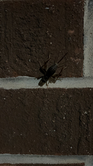 Velarifictorus micado