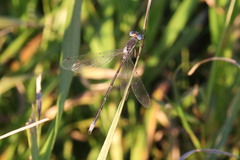 Lestes