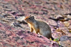 Urocitellus columbianus