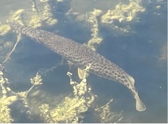 Lepisosteus platyrhincus