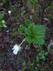 Rubus chamaemorus