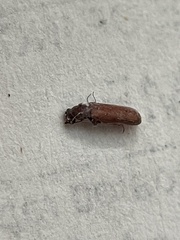 Bostrichoidea