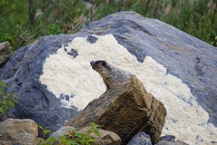 Marmota caligata
