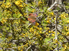 Vanessa braziliensis