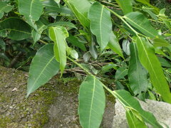 Ficus virgata