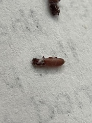 Bostrichoidea
