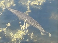 Lepisosteus platyrhincus