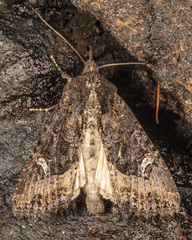 Helotropha reniformis