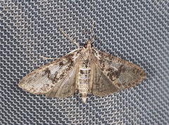 Palpita