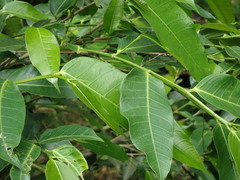 Ficus virgata