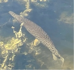 Lepisosteus platyrhincus
