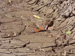 Vanessa braziliensis
