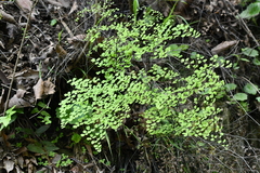 Adiantum tricholepis