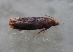 Eucosma ochroterminana