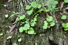 Begonia uniflora