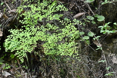 Adiantum tricholepis