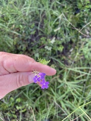 Verbena pulchella