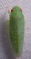 Gyponana
