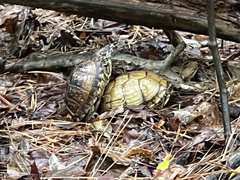 Terrapene carolina triunguis