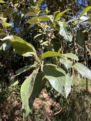 Critoniopsis bogotana