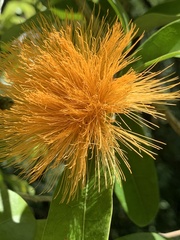 Calliandra haematocephala