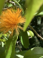 Calliandra haematocephala