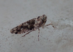 Catonia nava