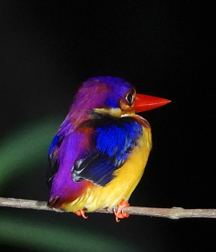 Rufous-backed Dwarf Kingfisher (Ceyx rufidorsa), photo 9